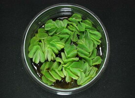 サルビニア（浮き草）【特大カップ】【送料別】　品質優先の方はクール便をお勧めします。（別途料金400円）　《農場直送・大人気商品・初心者向き》水草/浮草/アクアリウム/緑/おしゃれ/水草小売/水草販売/水草通販/レイアウト/　　05P28Sep16