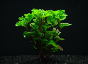 A^[Ebhy1zktlyʁz@iD̓̕N[ւ߂܂Biʓr400~j@s_꒼t/ANAE/ANAeE///創/