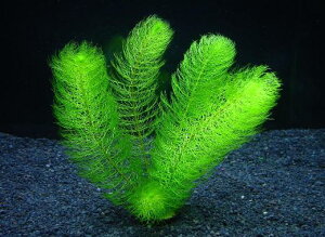 O[E~ItBy1zktlyʁz@iD̓̕N[ւ߂܂Biʓr400~j@s_꒼t/ANAE/ANAeE///