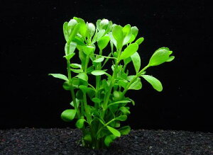 oRpEjGy1zktlyʁz@iD̓̕N[ւ߂܂Biʓr400~j@s_꒼ESҌt/ANAE/ANAeE//