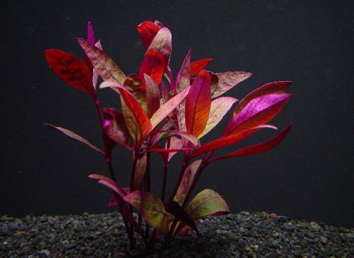 レッド グラス アクアテラリウム アクアリウム 農場直送 水草 品質最優先の方は宅配便をお勧めします