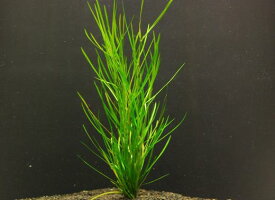 ヤナギモ【鉛巻1束】〔水中葉〕【送料別】　品質優先の方はクール便をお勧めします。（別途料金400円）　《農場直送》水草/アクアリウム/アクアテラリウム/緑/おしゃれ/水草大卸/水草卸/水草小売/水草販売/水草通販/レイアウト/　　05P28Sep16