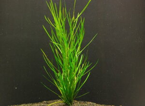 iMy1zktlyʁz@iD̓̕N[ւ߂܂Biʓr400~j@s_꒼t/ANAE/ANAeE///創//