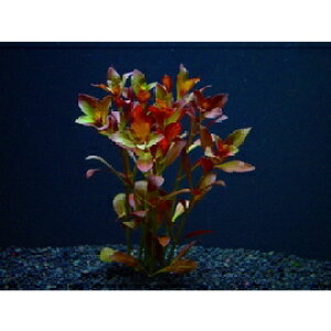 hEBWAEOf[Uy1zktlyʁz@iD̓̕N[ւ߂܂Biʓr400~j@s_꒼ElCit/ANAE///