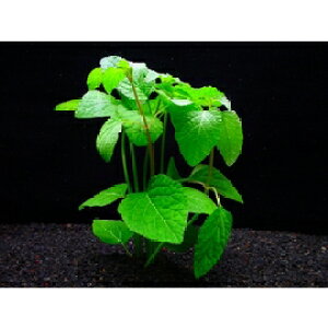 p^iEw~OtBXspy1zktlyʁz@iD̓̕N[ւ߂܂Biʓr400~j@s_꒼ESҌt/ANAE///