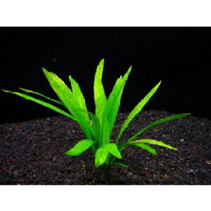 `F[EA}]y1zktlyʁziD̓̕N[ւ߂܂Biʓr400~js_꒼ESҌt/ANAE/ANAeE//