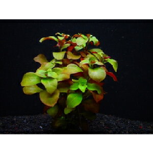 bhEhEBWAy1zktlyʁz@iD̓̕N[ւ߂܂Biʓr400~j@s_꒼ESҌElCit/ANAE//