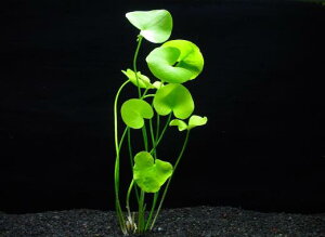 p@KKu^y1zktlyʁz@s_꒼t@iD̓̕N[ւ߂܂Biʓr400~j@/ANAE/ANAeE///創/