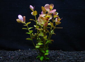 ^EgfBtHAy1zktlyʁz@iD̓̕N[ւ߂܂Biʓr400~j@s_꒼ESҌt/ANAE///