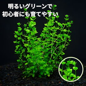ニュー・パールグラス【鉛巻1束】（水上葉）【送料別】　品質優先の方はクール便をお勧めします。（別途料金400円）　《農場直送・初心者向き》水草/アクアリウム/アクアテラリウム/緑/おしゃれ/水草大卸/水草卸/水草小売/水草販売/水草通販/レイアウト/　　05P28Sep16
