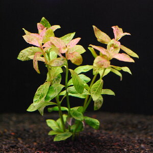 nCOtBEUGlrXy1zktliD̓̕N[ւ߂܂Biʓr400~j@s_꒼ElCiESҌt/ANAE/ANAe