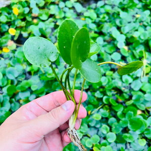 EH[^[E|s[y1zktlyʁz@iD̓̕N[ւ߂܂Biʓr400~j@s_꒼t/ANAE/ANAeE///