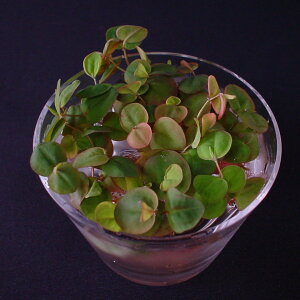 tBTXEtC^XyJbvzyʁz@iD̓̕N[ւ߂܂Biʓr400~jj@s_꒼EXEߏit//ANAE//