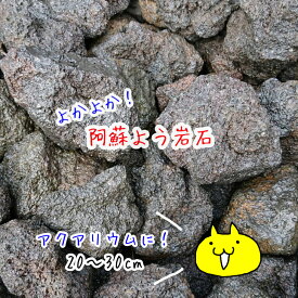 楽天市場 熱帯魚 アロワナの通販