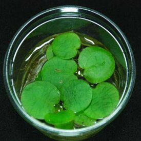 楽天市場 浮き草 販売の通販