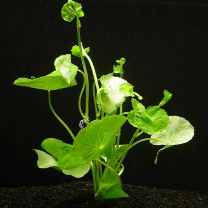 楽天市場 アマゾン チドメグサ 鉛巻1束 水上葉 送料別 品質最優先の方は宅配便をお勧めします 農場直送 初心者向き 水草 アクアリウム アクアテラリウム 緑 おしゃれ 水草大卸 水草卸 水草小売 水草販売 水草通販 レイアウト 05p28sep16 緑倶良部 楽天市場 アマゾン チドメグサ 鉛巻1束 水上葉 送料別 品質最優先の方は宅配便をお勧めします 農場直送 初心者向き 水草 アクアリウム アクアテラリウム 緑 おしゃれ 水草大卸 水草卸 水草小売 水草販売 水草通販 レイアウト 05p28sep16 緑倶良部