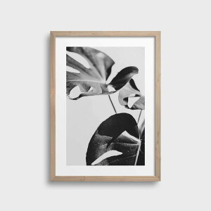 ySALE Z[zNOUROM | GREY MONSTERA #1 | A[gvg/|X^[ (50x70cm) k ~j} CeA 