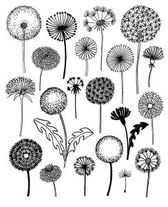 ySALE Z[zELOISE RENOUF | Dandelions | A4 A[gvg/|X^[ k CeA {^jJ AuXgNg