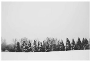 ALICIA BOCK PHOTOGRAPHY | PINE LINE | tHgOtB/A[g|X^[
