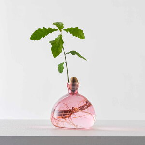 ILEX STUDIO (�A�C���b�N�X�X�^�W�I) | ACORN VASE (clear / rose pink) 100×100mm | �k�� �����h�� �ԕr