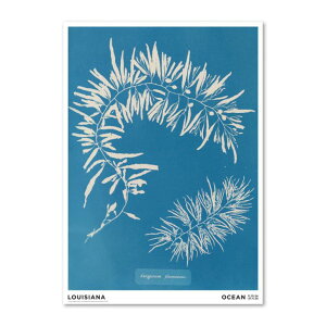 LOUISIANA | ANNA ATKINS - SARGASSUM PLUMOSUM (1843-1853) | A2 A[gvg/|X^[ k f}[N 