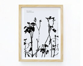MICUSH | FICUS CARICA ART PRINT (AP010) | アートプリント/ポスター (30x40cm)