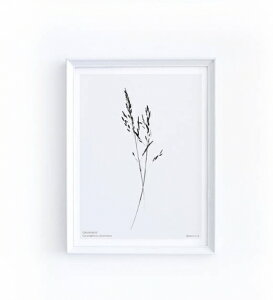 MICUSH | CORYNEPHORUS DIVARICATUS ART PRINT (AP07) | �A�[�g�v�����g/�|�X�^�[ (30x40cm)