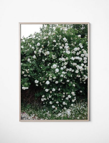 FINE LITTLE DAY WHITE ROSES POSTER アートプリント ポスター (70x100cm)自然 緑 花 フラワー おしゃれ おすすめ かっこいい 人気 お洒落 オシャレ かわいい北欧 インテリア 北欧 送料無料