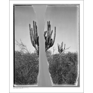 DAN ISAAC WALLIN | CACTI 137 | �t�H�g�O���t�B/�|�X�^�[ (40x50cm)�y�k�� �A�[�g �t�B�����J���� �|�����C�h�z