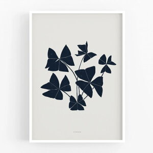 MICUSH | BOTANICAL SILHOUETTE - FALSE SHAMROCK ART PRINT (AP148) | A[gvg/|X^[ (30x40cm)yk Vv CeA z