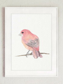 COLOR WATERCOLOR | Purple Finch North American Bird #2 | A4 アートプリント/ポスター【メール便送料無料 北欧 シンプル おしゃれ】