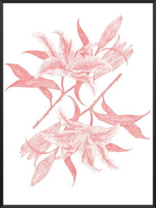 PROJECT NORD | MIRROR LILIES (by Dieu-Mi Hoang) | A3 �A�[�g�v�����g/�|�X�^�[�y�k�� �f���}�[�N �{�^�j�J���z