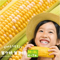 静岡県産とうもろこし 甘々娘甘太郎 （かんかんむすめかんたろう） M〜3Lサイズ4〜7本入り【ご家庭用】　…