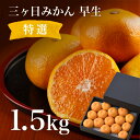 お歳暮 三ヶ日みかん 贈答用 化粧箱入り 早生 約1.5kg [12〜15個...