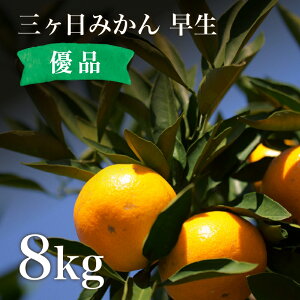 三ヶ日 みかん 早生 8kg (優品相当 サイズ混合)あふれだす果肉!濃厚な甘みと酸味のバランスが絶妙
