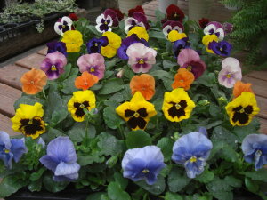  yYnzY ɋ pW[ 40 lߍ킹 ԕc Ԓd