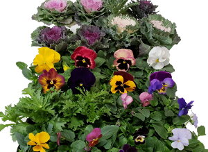  Y ԒdcEt{^ 񂹐A@Zbg@ϊ