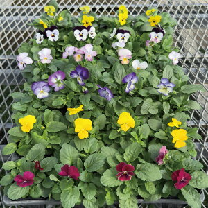  Y   rI 24 lߍ킹 ԕc Ԓdc