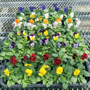  Y   rI 40 lߍ킹 ԕc@Ԓdc