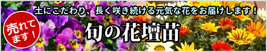旬の花壇苗