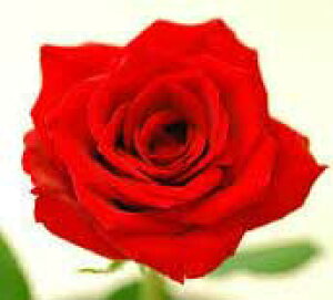 2025@DȖ{ŃỏԑiJ[iFjFԁjjEMtgEaEv[g