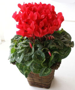 2025 VN@5@艀|Ȃǁ@ΕʂȓJXjȂǂ̑蕨EMtgɁyΕzyMtgzVN