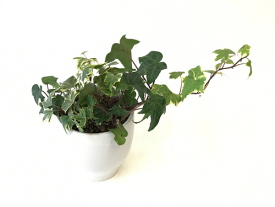 楽天市場 浄化 観葉植物の通販