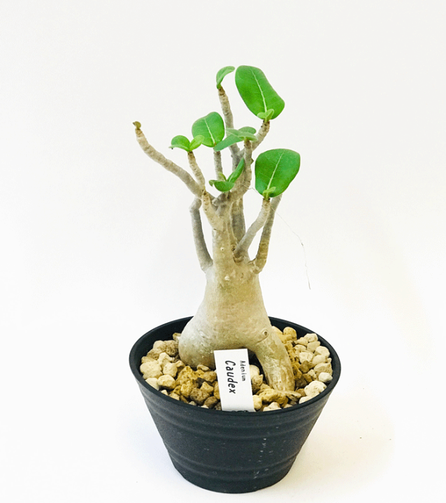 アデニウム ノバ Adenium sp nova 発根株 超大株XXL コーデック