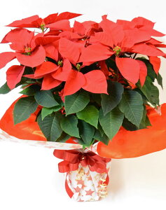 2024@{[_̃|CZ`Aiԁj5ic60cm×40cmjNX}X̒ԁBɂp[eBɂsb^ByNX}XzyMtgz|Z`A