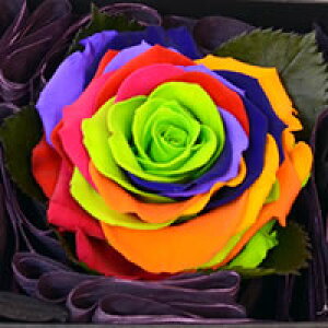 C{[[Y@vU[uht[ t[{bNX AWg rbNɁyMtgEv[gzyԋzy̓Mtgz