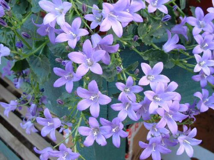 楽天市場 カンパニュラ ベルフラワー 花の王国