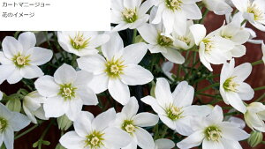 N}`XcJ[g}j[W[j[W[hnϊh 1Nc