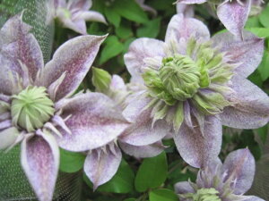 N}`Xc ʂ̗d@Np@peXn ϊh