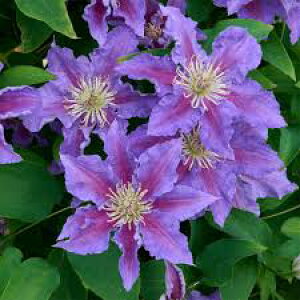 N}`XcolXt[NX@1NcV}炫̒Z^Cvi120Z`炢jϊh